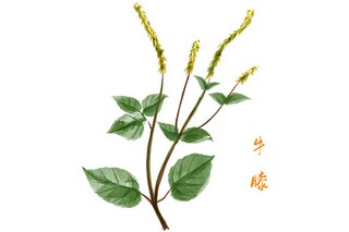 描写树的优美段落100字_描写树的精彩段落