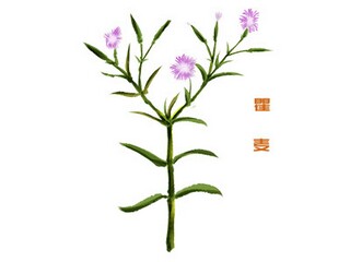 最新五四青年的经典说说(五四青年话语简短)